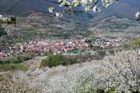 La Fiesta del Cerezo en Flor 2023 ya tiene fechas